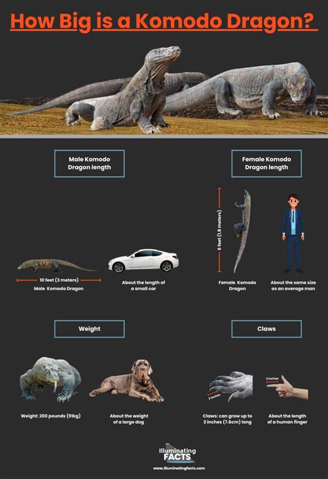 Size Of Komodo Dragon