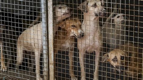 ‘Will look into it’: CJI Gavai on stray dogs order; Supreme Court had ...