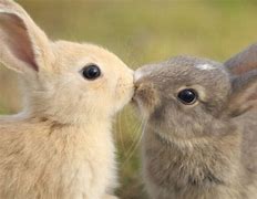 Image result for Two Bunnies Kissing