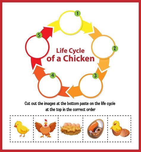 Commercial Chicken Life Cycle at Robert Guajardo blog