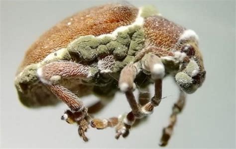 Eucalyptus Snout Beetle: Natural Remedies for Pest Control