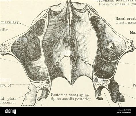 Posterior Nasal Spine Anatomy