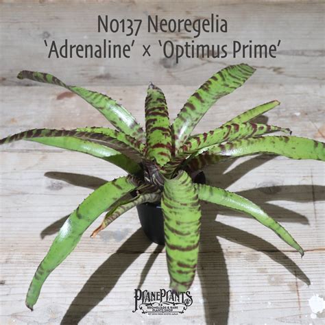 【送料無料】Neoregelia 'Adrenaline' × 'Optimus Prime'〔ネオレゲリア〕現品発送N0137 ...