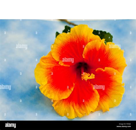a single orange and yellow hibiscus flower Stock Photo - Alamy