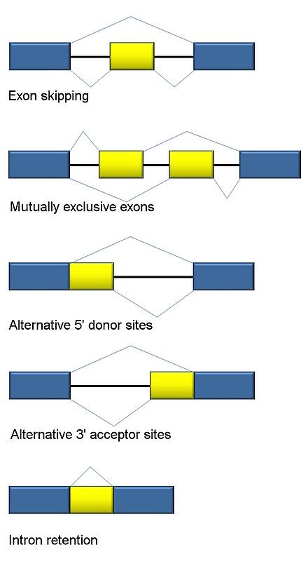 Image result for Splicing Element Position Java