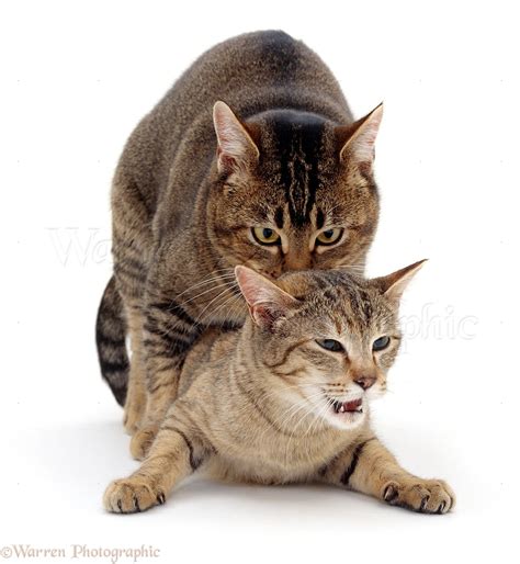 What Is A Cats Mating Call at Minnie Steadman blog