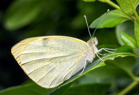 Image result for Simple Image of Butterfly Small Size