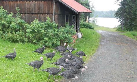 CARIBOO COUNTRY INN + DOUBLE C RANCH (Horsefly) - Campground Reviews ...