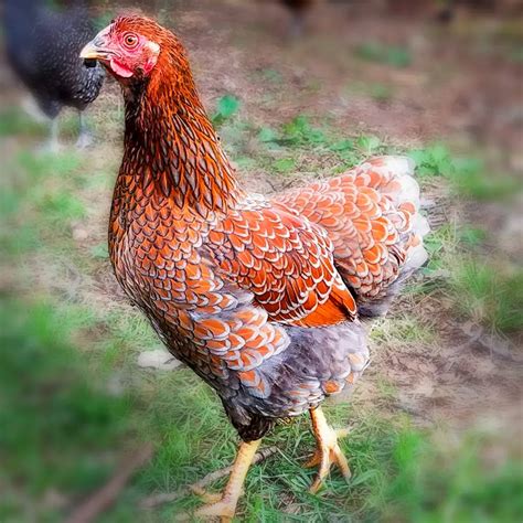 Blue Laced Red Wyandotte Chicks - Chicken Breeds Farm