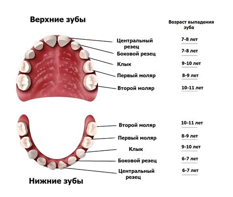 Порядок смены молочных зубов - Евромед Дентал