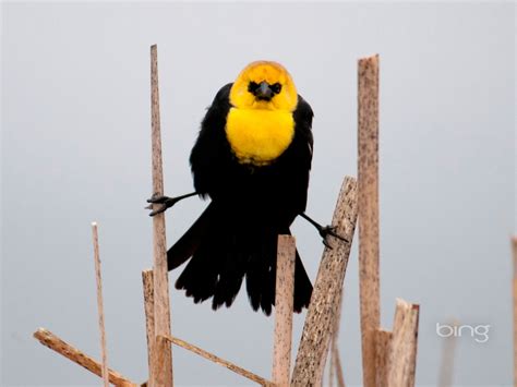 Bing Bird Wallpaper 的图像结果