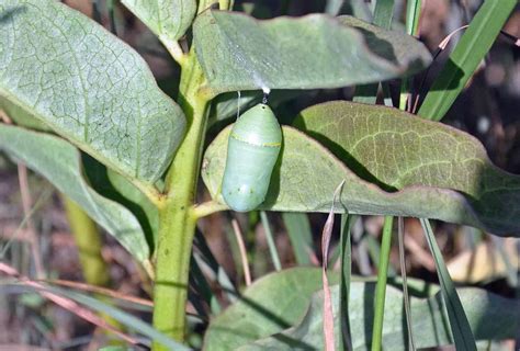 Understanding the Difference: Chrysalis vs Cocoon