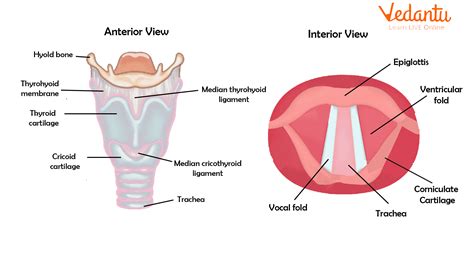 How Humans Produce Sound: Physics Explained