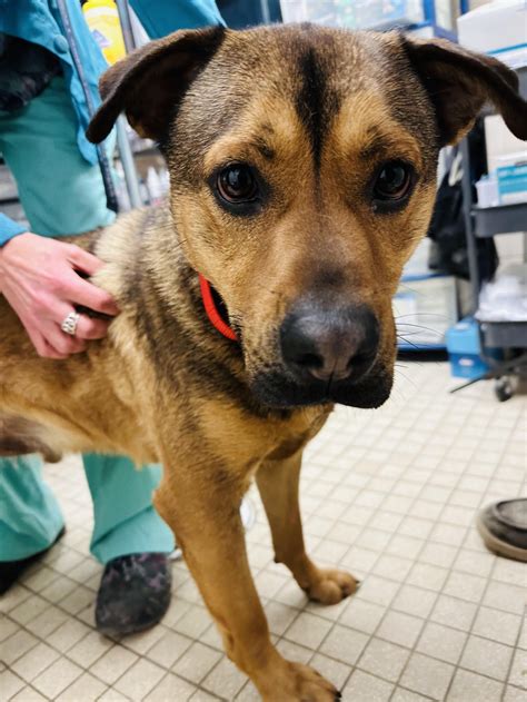 First State Animal Center and SPCA