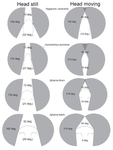 How Do Hammerhead Sharks See: What Makes Their Sight Special?