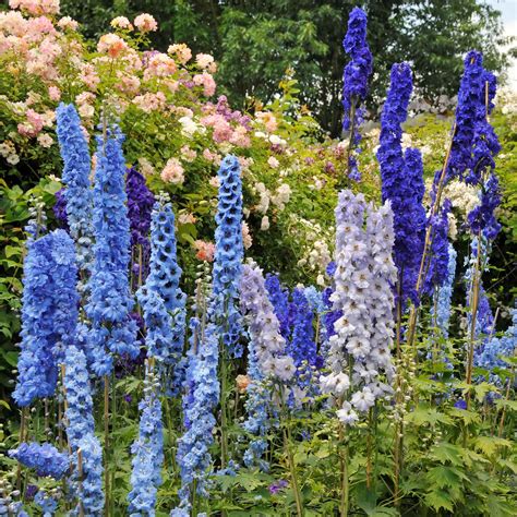 Blue Delphinium Flower Bouquet
