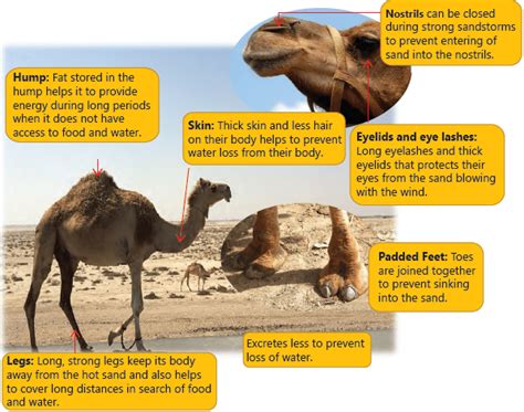 Adaptation in Animals Class 4 Notes Science Free PDF