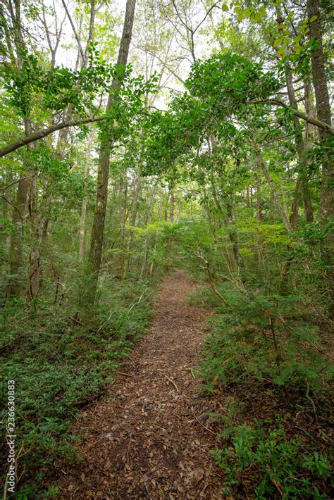 Image result for Sungkai Tree West Java