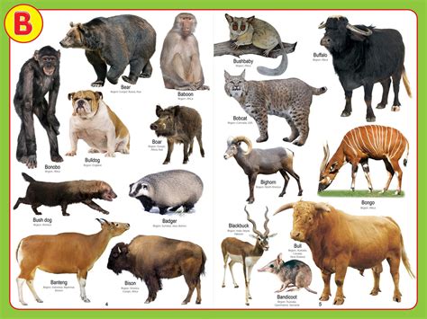 JoGenii |Jumbo Pictionary Pack (2 Titles) | Dreamland Publications