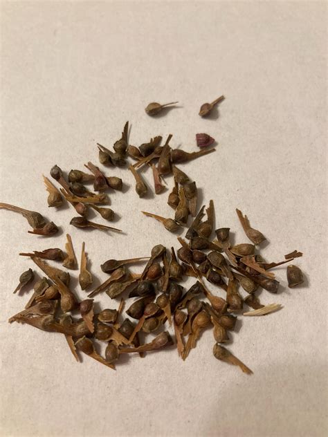 Upright Laceleaf Japanese Maple Tree Seeds (ACER PALMATUM Dissectum ...