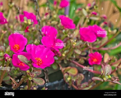 Portulaca grandiflora, rose moss or Mexican rose, a flowering succulent ...