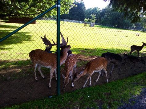 THE BEST Motels near Wildpark, Bad Marienberg