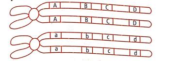 Given diagram shows a pair of homologous chromosomes during meiosis ...