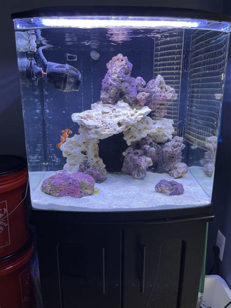 Image result for Biocube Maintenance Tips