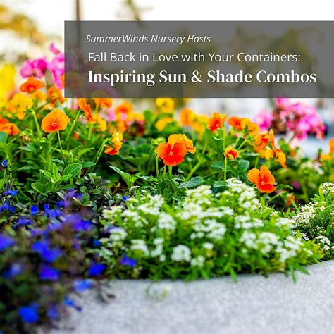 Fall Back in Love with Your Containers: Inspiring Sun & Shade Combos ...