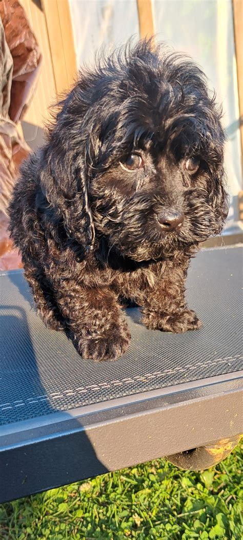 Image result for Cockapoo Dogs for Rehoming