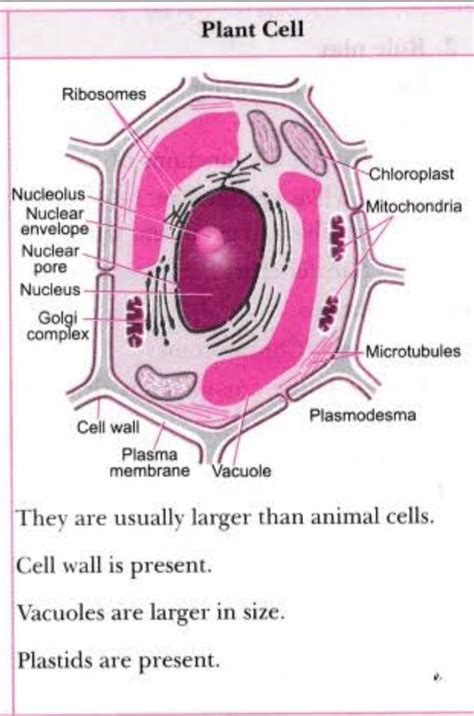 make sketches of animal and plant cell - Brainly.in