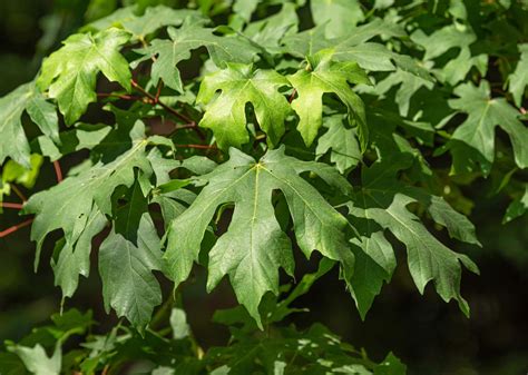 Image result for Maple Tree Identification