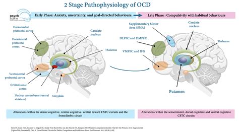 Cingulate cortex Disorders 的图像结果