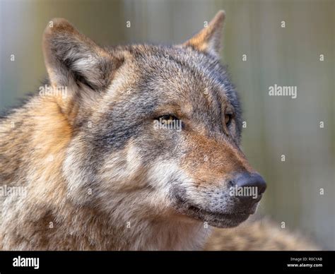 Big bad Gray Wolf (Canis lupus lupus) is the most specialised member of the genus Canis, as ...
