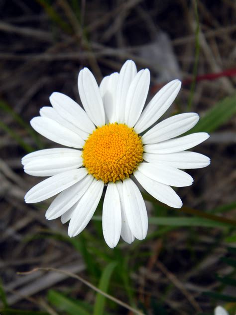 White Daisy Flowers