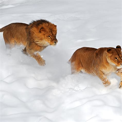 Lion Cub Snow 3 Lion Cubs Born In Texas Zoo