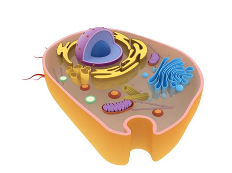 3D Animal Cells Model - TurboSquid 1653074