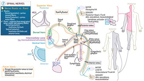 Neuroanatomy: Spinal Nerves | ditki medical & biological sciences