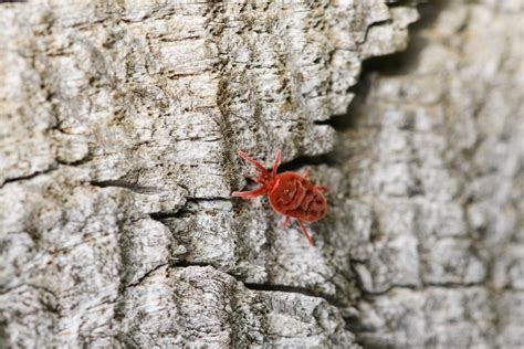 What Are Red Velvet Mites: Benefits, Eating Habits, Prevention