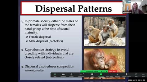 Image result for Primates Breeding