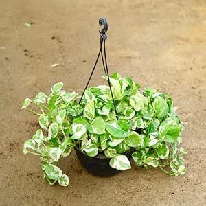 Mphmi Pune Plants Live Season Indoor Money Plant Njoy in 8 Inch Plant ...
