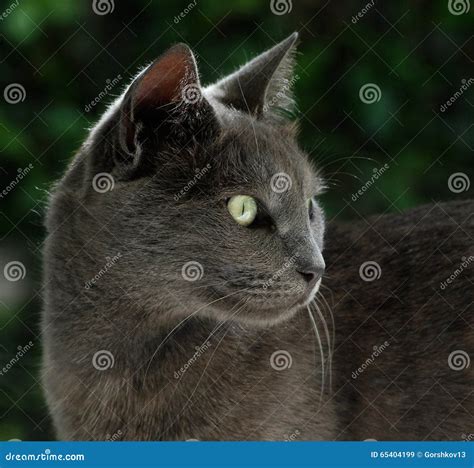 British Blue Cat is Looking for Food Stock Image - Image of animal ...