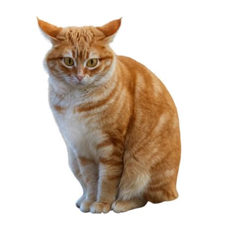Image result for Cat Delete O2 Sensor