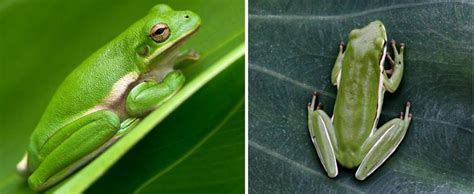 Image result for Types of Tree Frogs