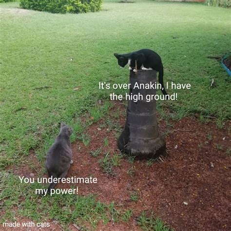 Star Wars Cat Meme