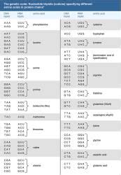 Structure and synthesis of nucleic acids and proteins - Botany Optional ...