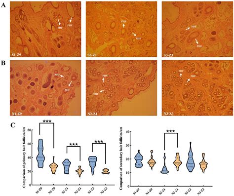 Frontiers | Unlocking the genetic secrets of Dorper sheep: insights into wool shedding and hair ...