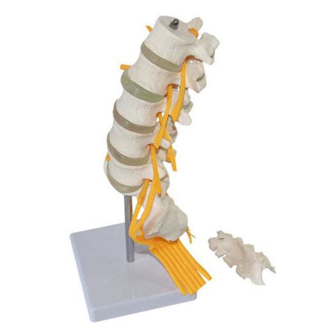 Buy XYXZ Anatomy Model 1:1 Life Size Human Spine Model Cervical ...