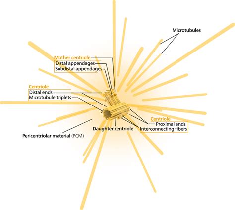 Difference Between Centrosome and Centromere | Structure, Function ...