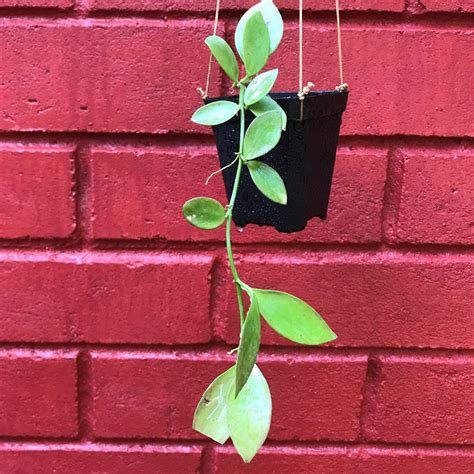 Hoya Collina Plant